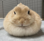 glourfeen