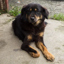My dog died :( icon