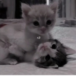 Lunas tiny cats