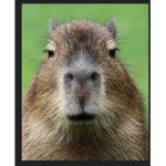 The Capybara Rioting