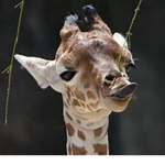 Giraffe friends YT
