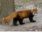 Pandy's Group