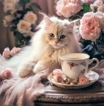 kitty'Clan