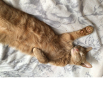 Cat biscuit