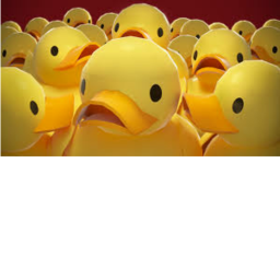duck island
