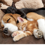 Adopt me fan group!!!!!!!!!!