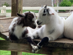 The United GOATS!