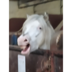 Les chevaux zarbi