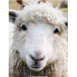 Sheepy Hangout