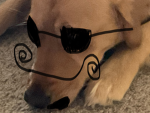 THE DOGS studio 32