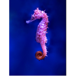Seahorse Rulers