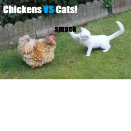 Chickens VS Cats!