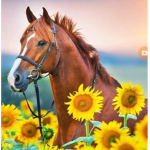 -SUNFLOWER HILLS RIDING ACADEMY-