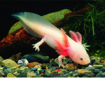 Yellow Axolotl's team