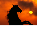 Sundown Herd