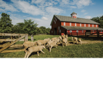 Phoebes farm!