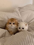 The lost cuties