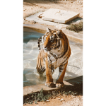 -•tiger boutique•-