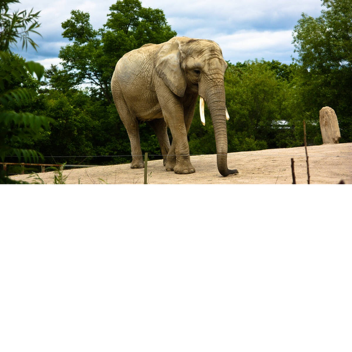 Zoo At Sillus place
