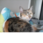 Cats are crazy like mine