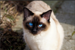 Siamese group cats of dreams