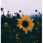 Pᴏᴛᴀᴛᴏᴇs シ