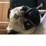 zojogirl