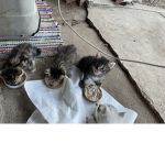 Kitten Squad!Meow