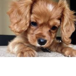 Puppy’s always