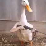 Great Duck Mates