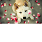 DOGGY GROUP :P