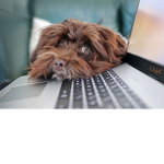 Dog Power Forever!!! ;)