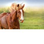 The Horse Back Riders