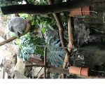 # Koala crew!