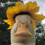 the new year community