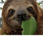 teeem sloth forever!