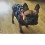 FRENCHPRODOGS