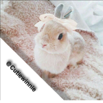 Cutie_winnie