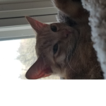 Kittyandbirdy