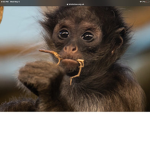 The Monkeys That are Cool