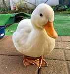 Duck detectives