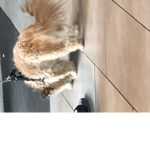 Ręd Vęil