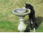 CATS ARE DE BEST
