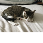 Cat are cute cue