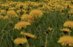 ..|Dandelion Field Equestrian|..