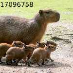 my lil capybaras