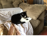 Super kitty!