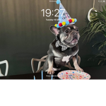FrenchIe dog life