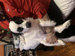 My cute dog’s group