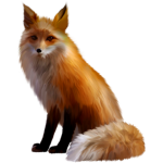 Fox Faction